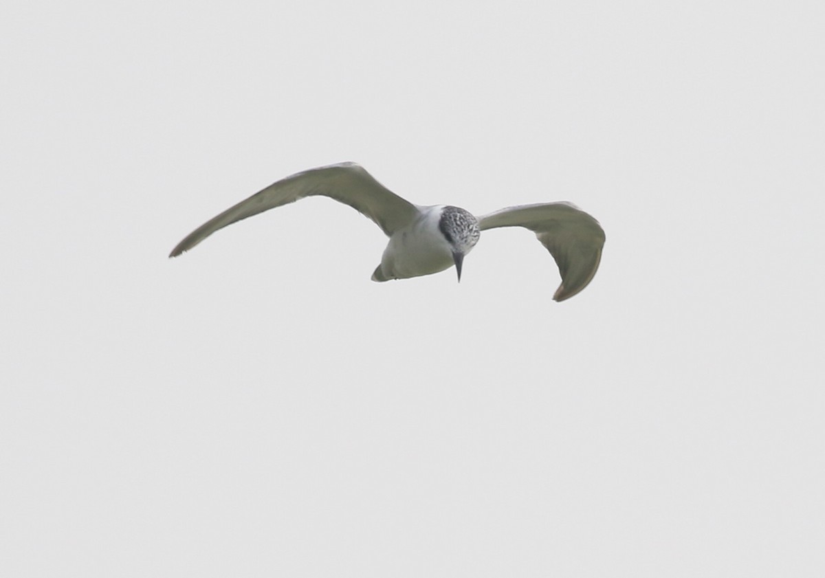 Whiskered Tern - ML300625201