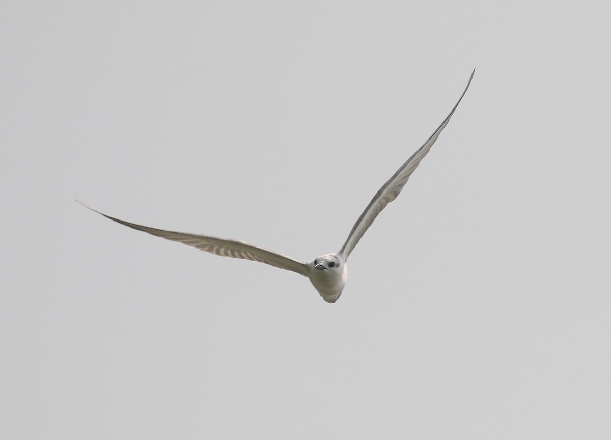 Whiskered Tern - ML300625421