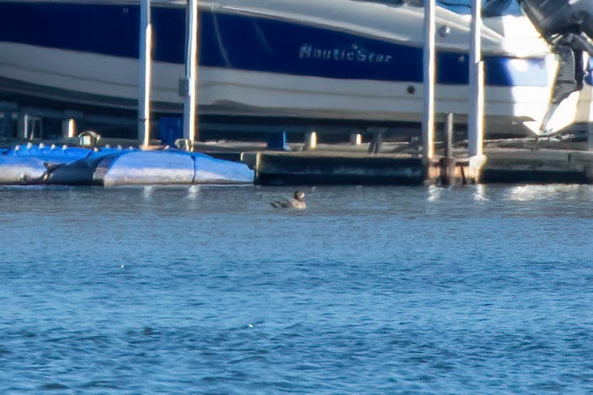 Чернь морська - ML300626451