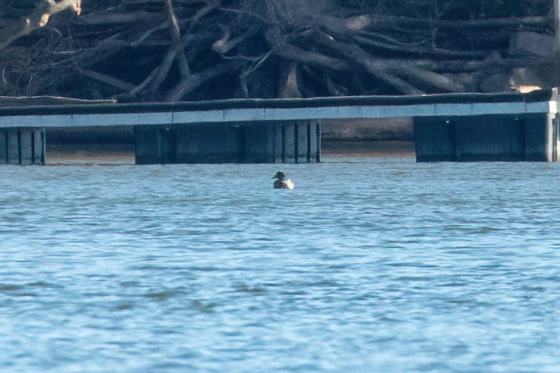 Чернь морська - ML300626491