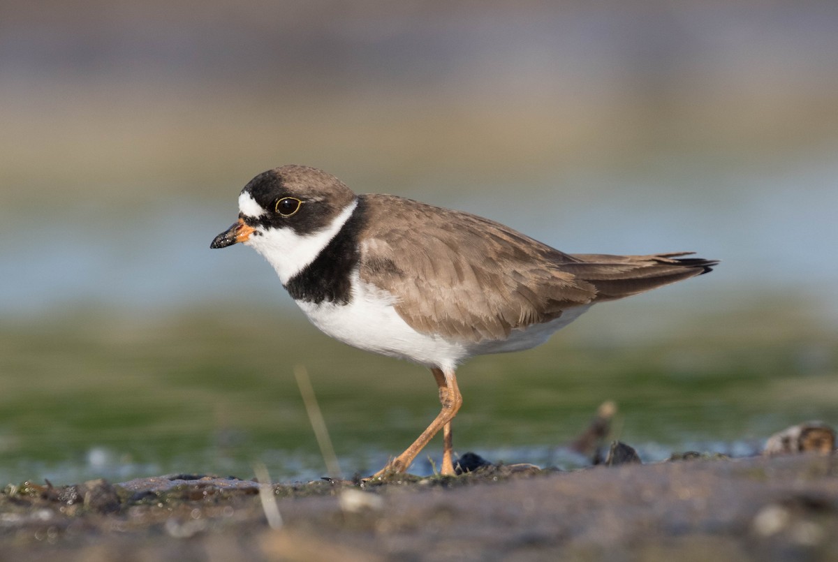 Semipalmated Plover - Ross Gallardy