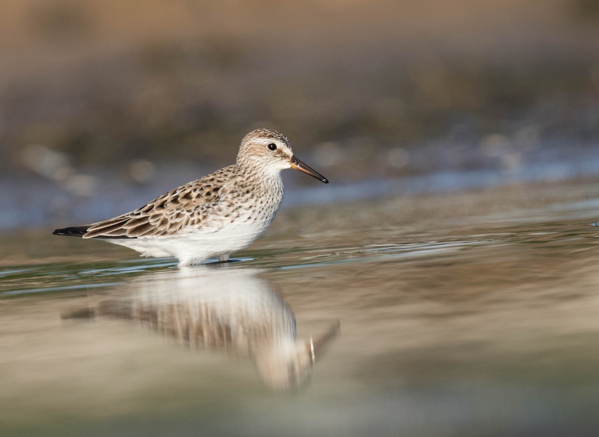 White-rumped Sandpiper - Ross Gallardy