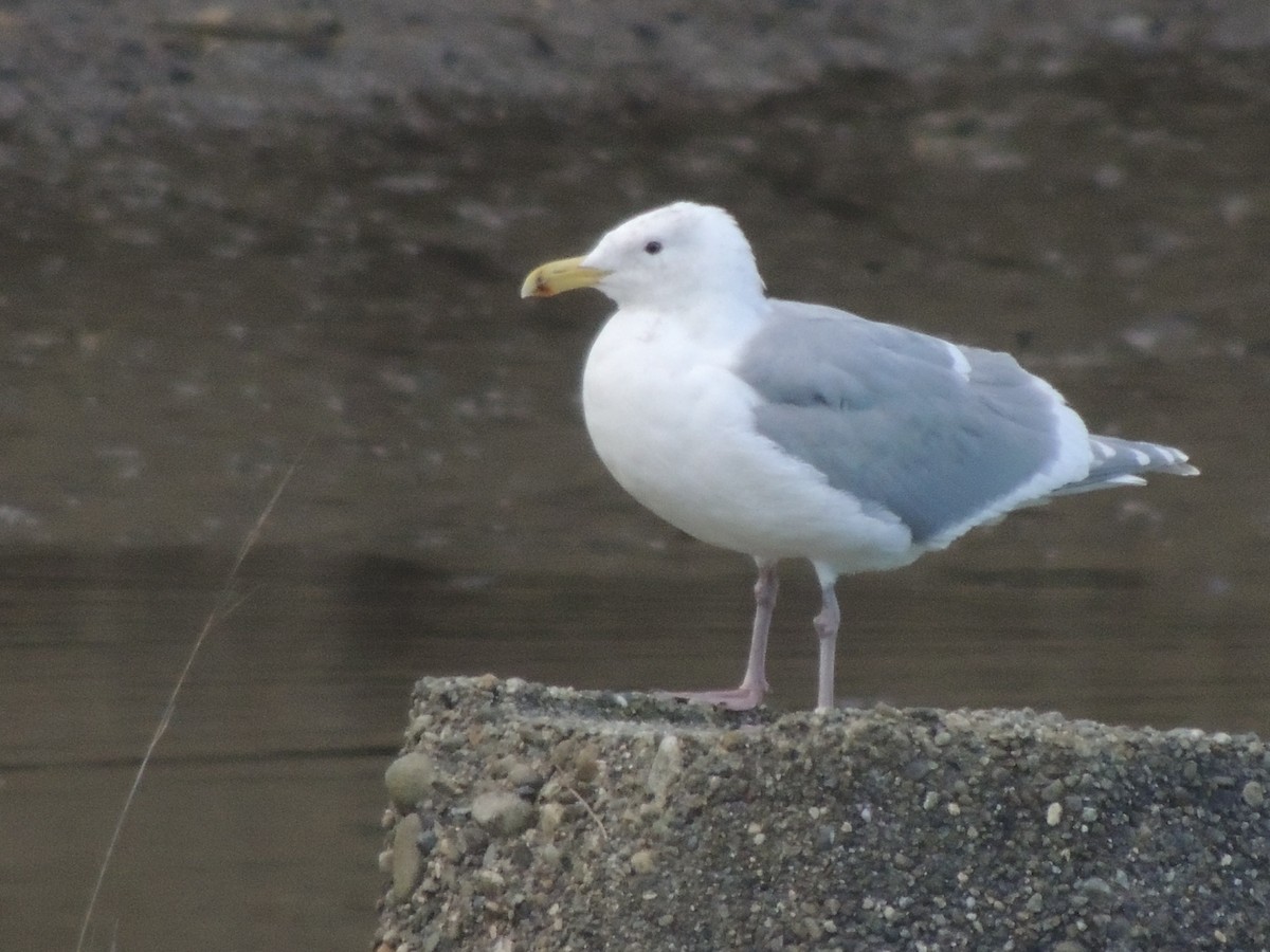 Gaviota de Bering - ML300628961