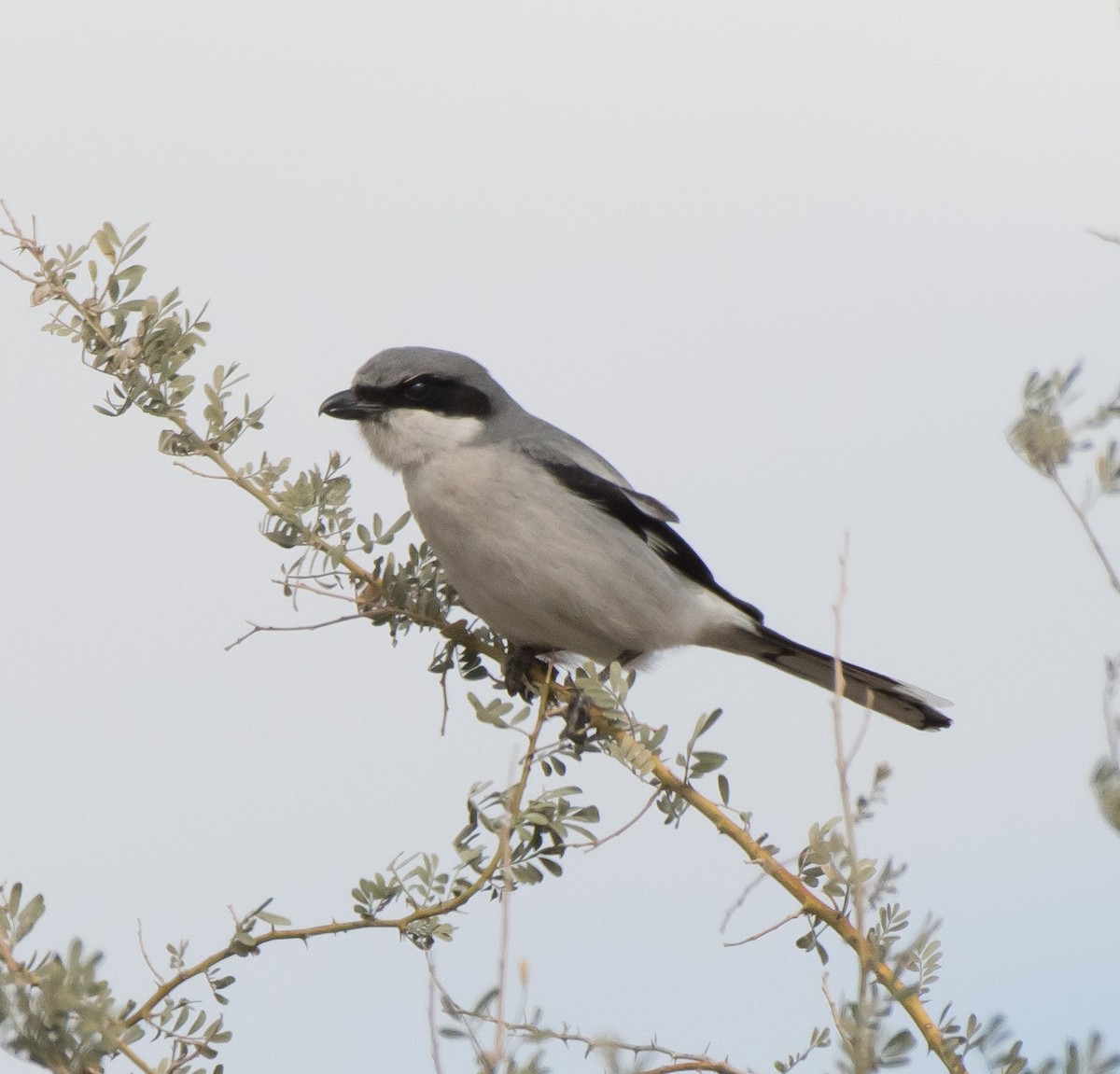 Loggerhead Shrike - ML300629501