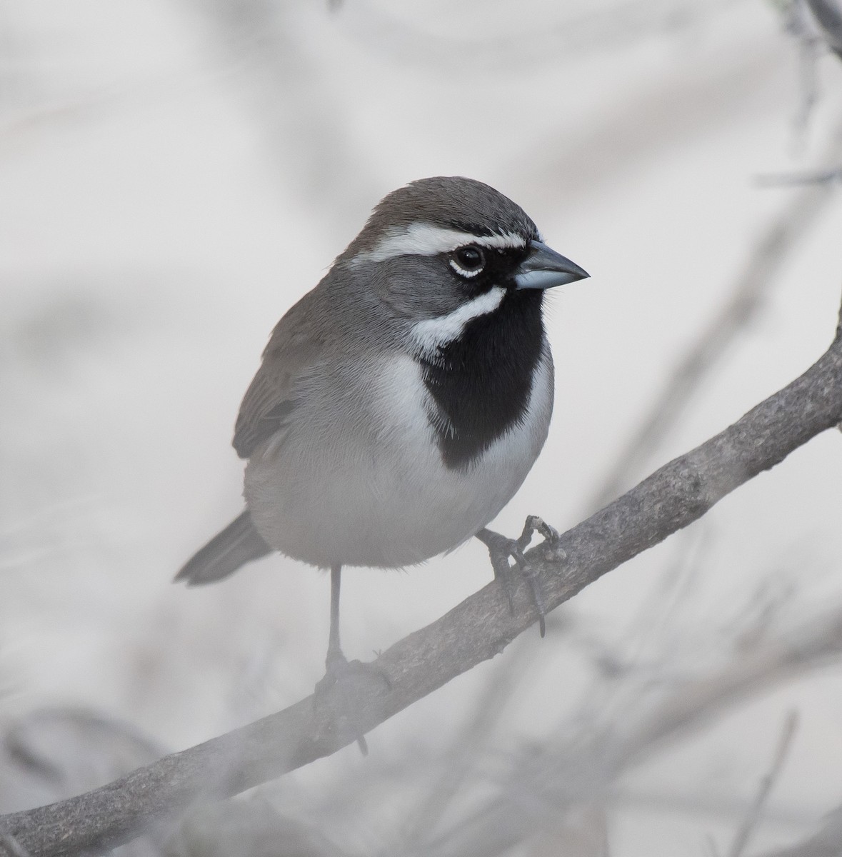 Black-throated Sparrow - ML300629931