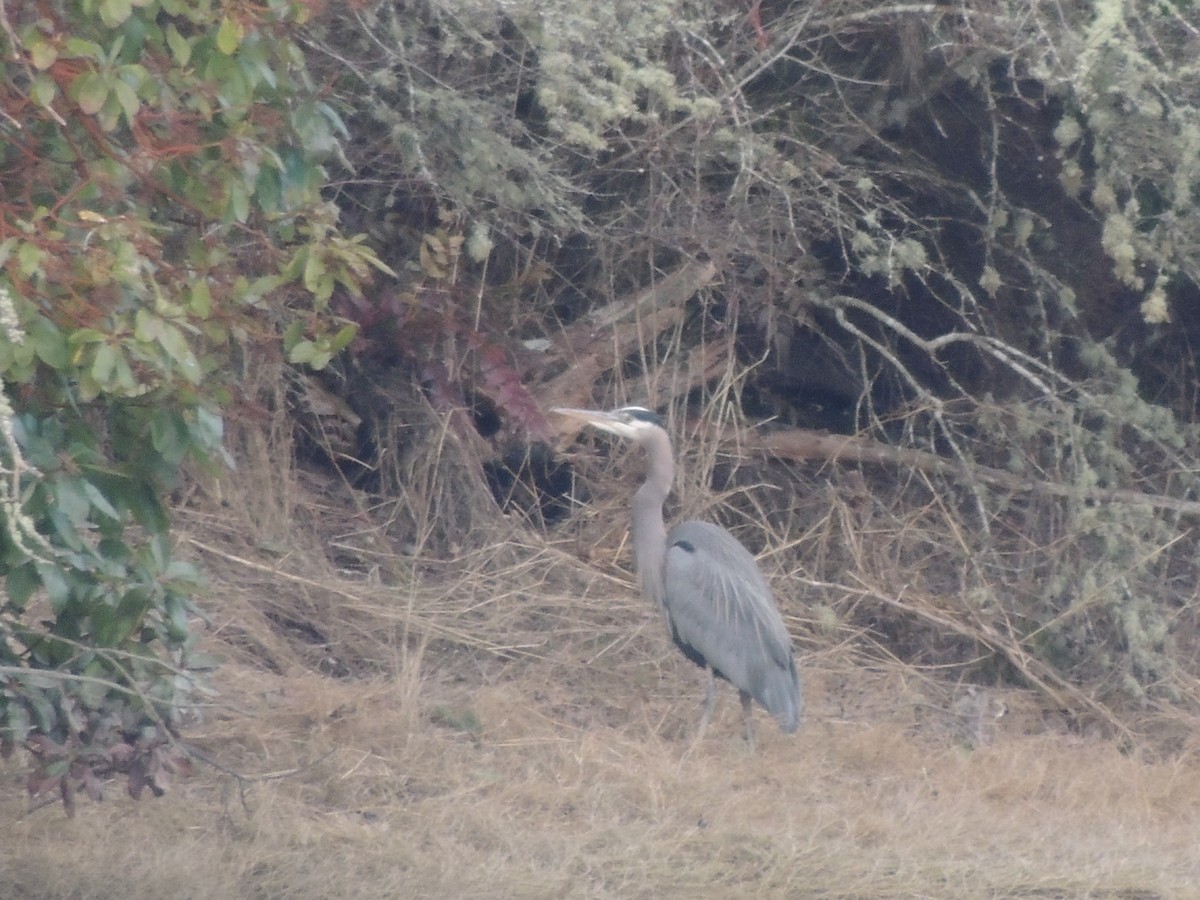 Garza Azulada - ML300630531
