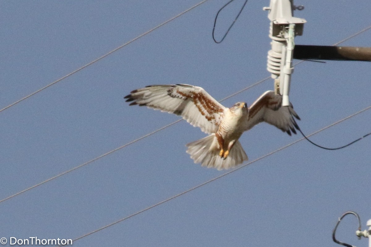 Ferruginous Hawk - ML300636791