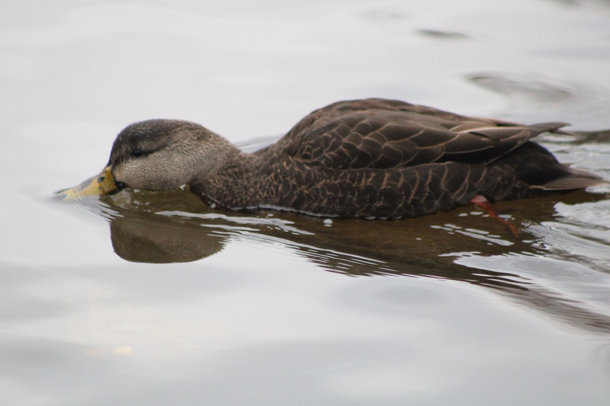 American Black Duck - ML300636961