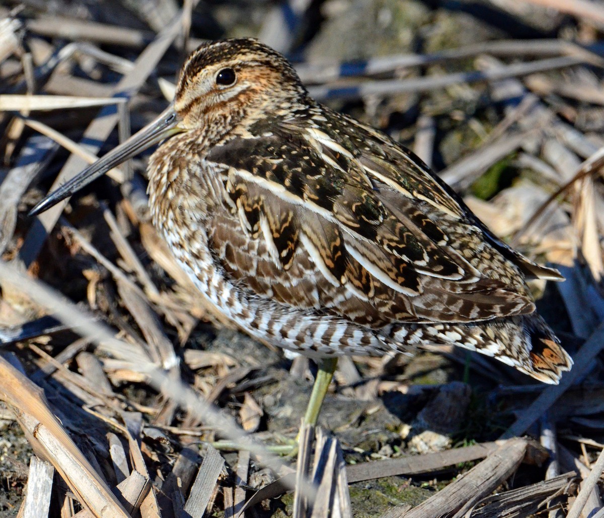 Wilson's Snipe - David Hohmann