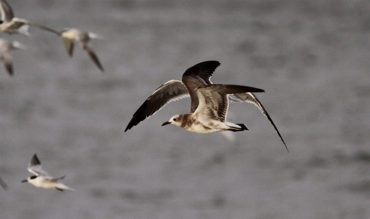 Laughing Gull - Jay McGowan