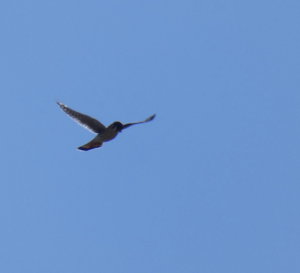 American Kestrel - Jean Ells