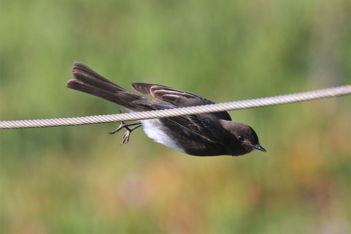 Black Phoebe - ML300639071