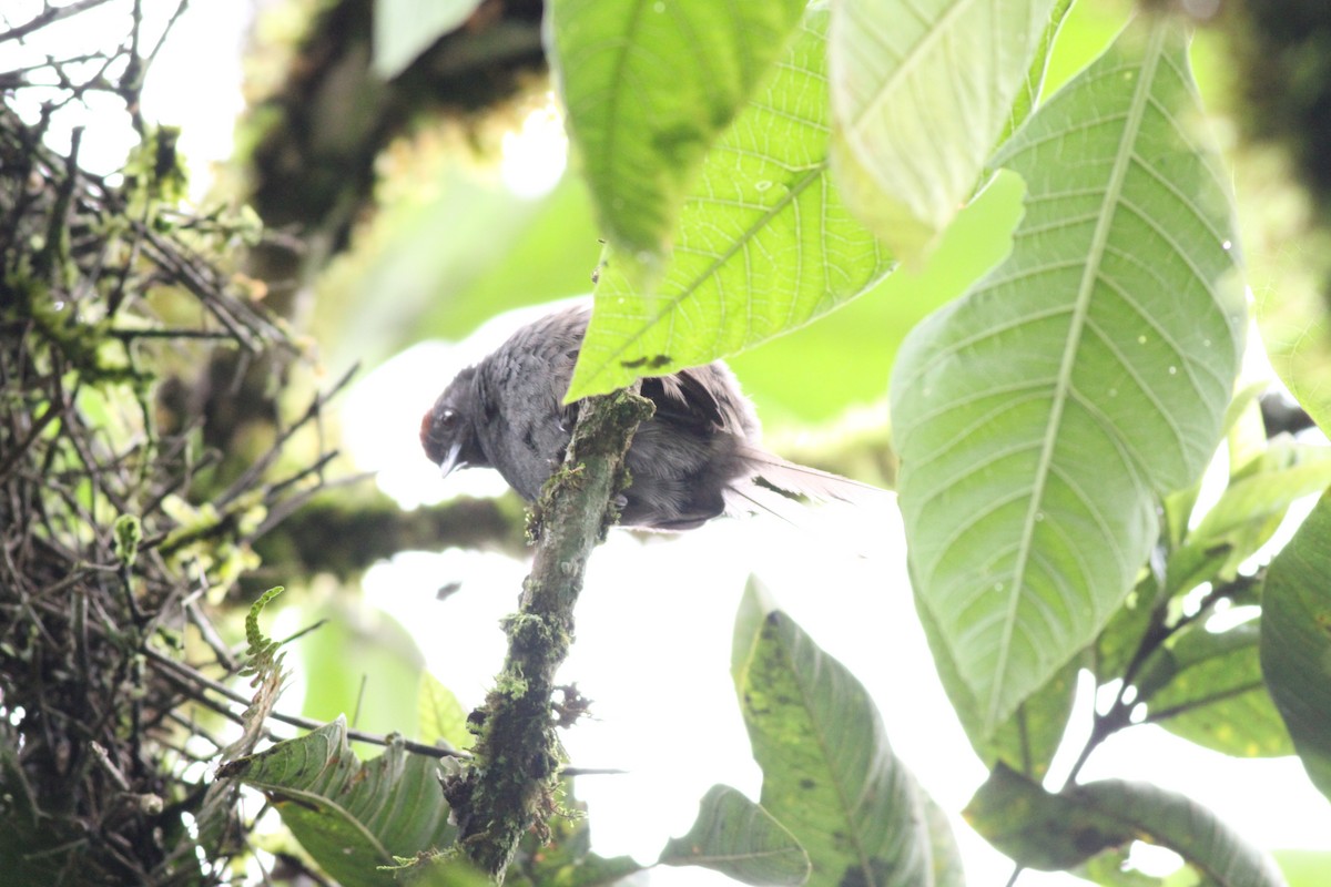 Slaty Spinetail - ML300639291