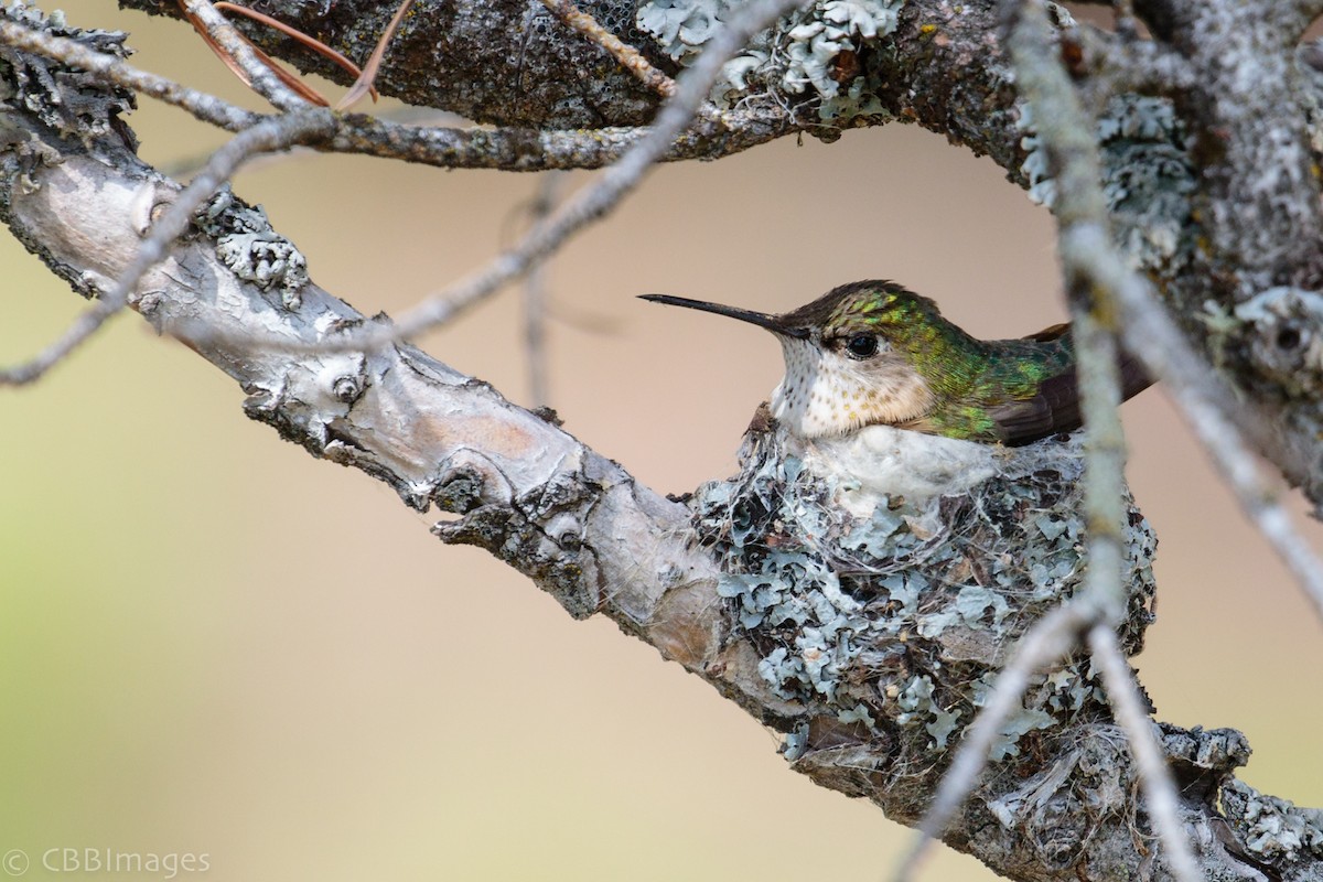 Calliope Hummingbird - Connor Bowhay