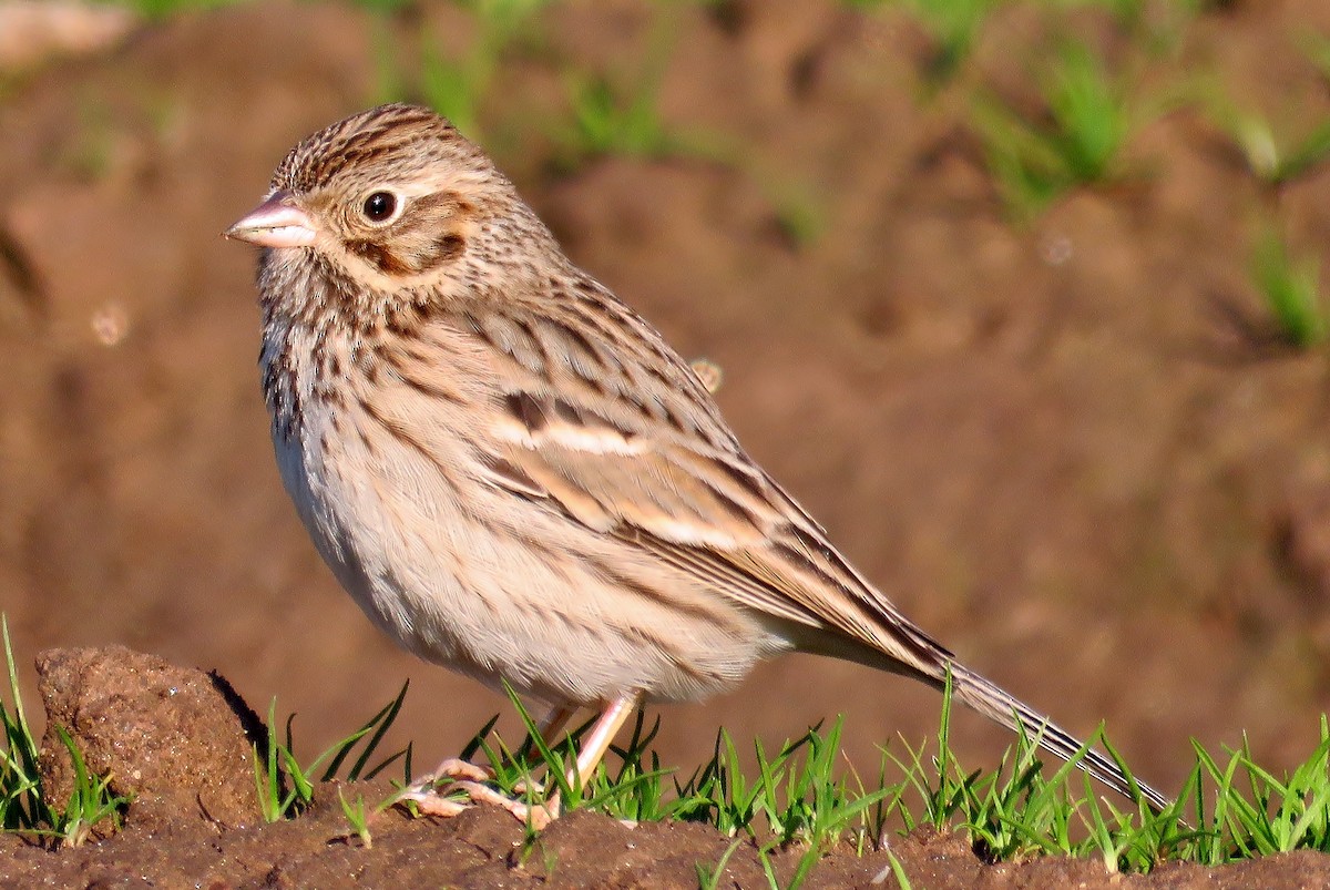 Vesper Sparrow - ML300640241