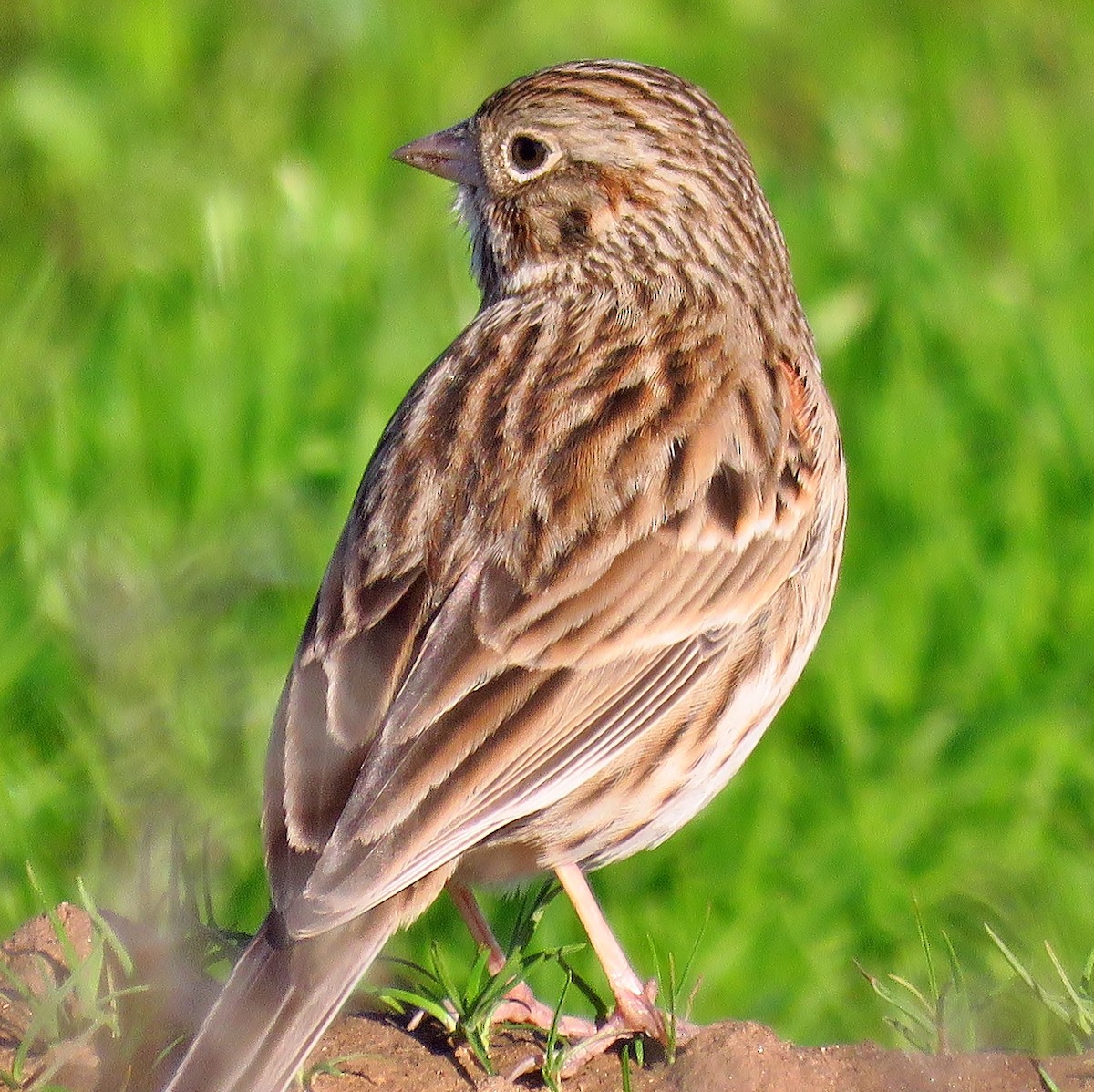 Vesper Sparrow - ML300640501