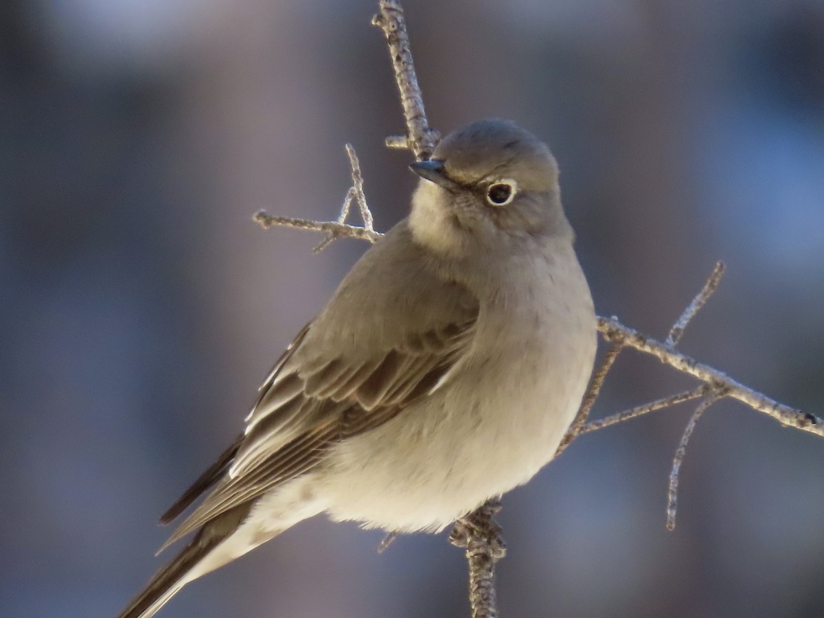 Townsend's Solitaire - ML300641481