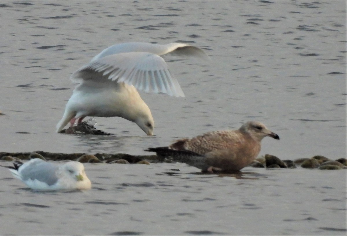 Glaucous Gull - ML300641701