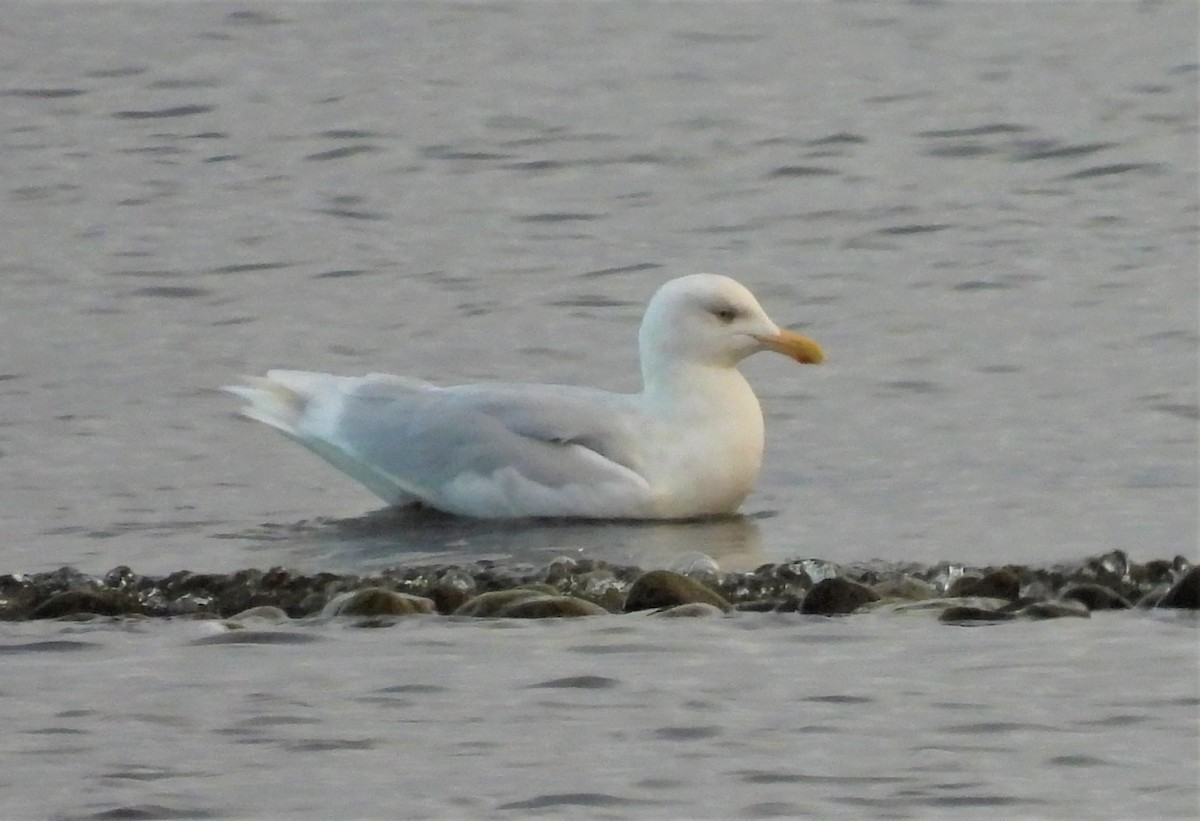 Glaucous Gull - ML300642151