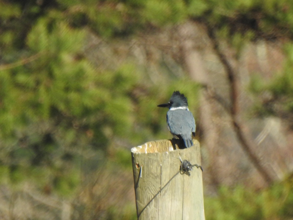 Belted Kingfisher - ML300642951