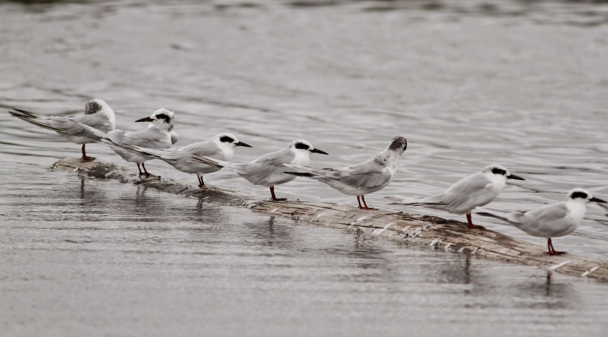 Forster's Tern - ML30064371