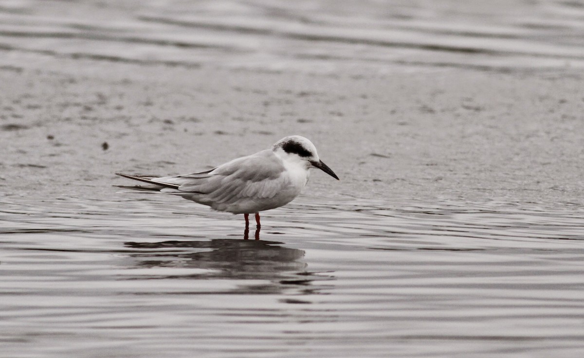 Forster's Tern - ML30064411