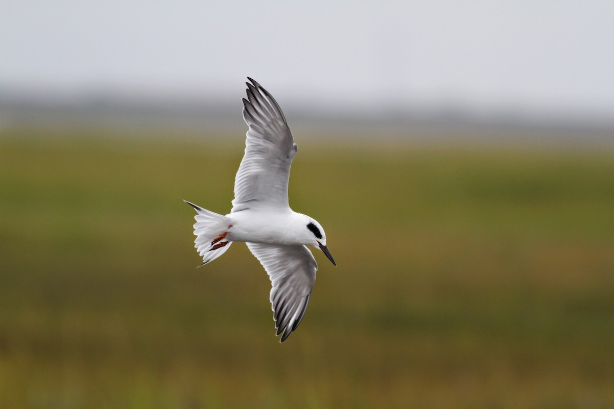 Forster's Tern - Jay McGowan