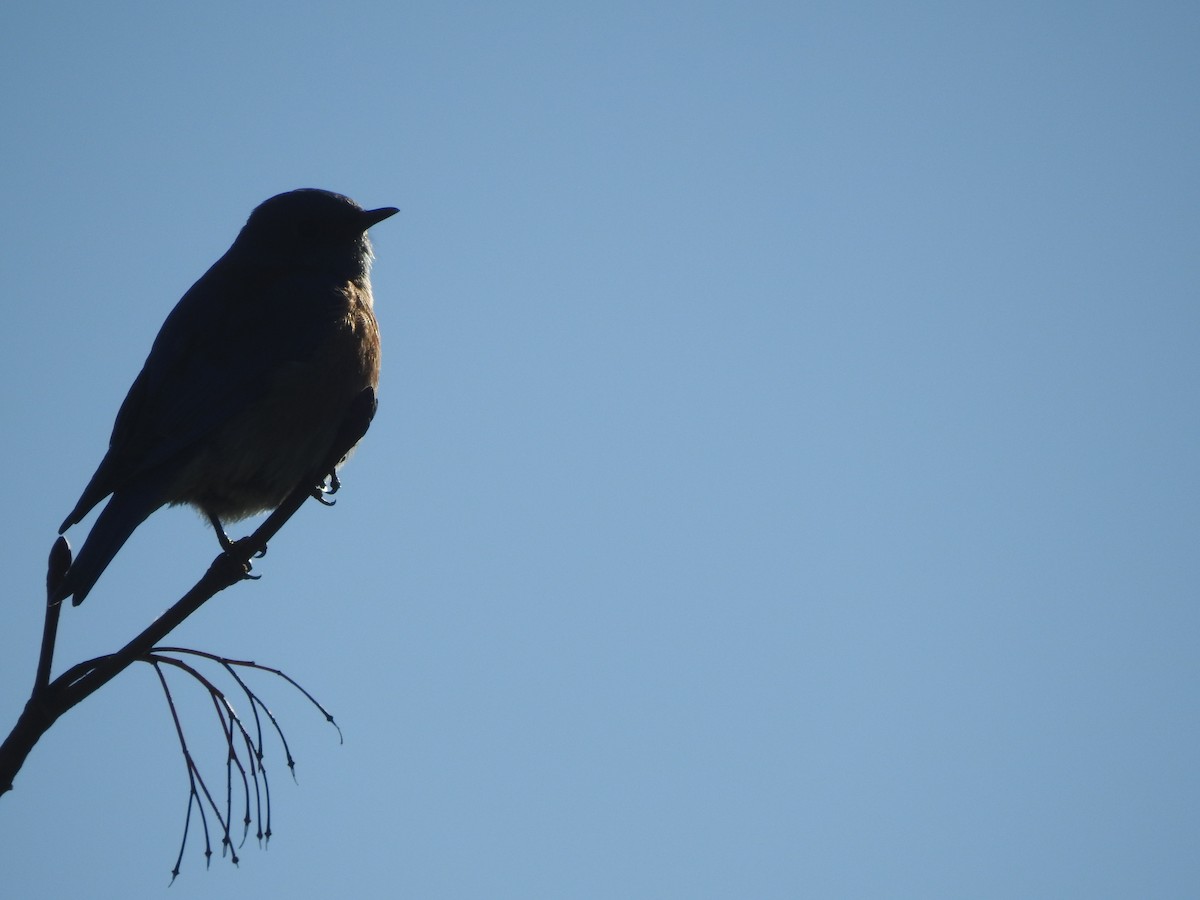 Western Bluebird - ML300644881