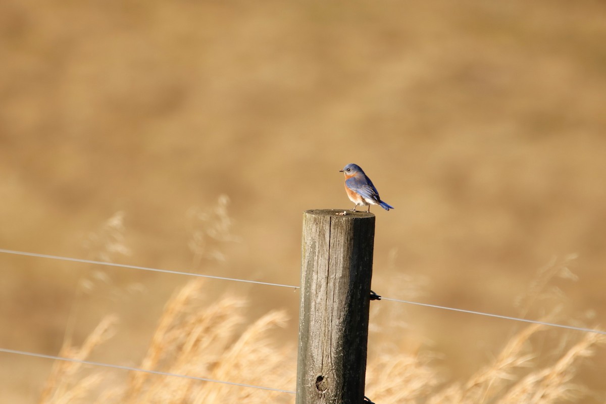 Eastern Bluebird - ML300645431