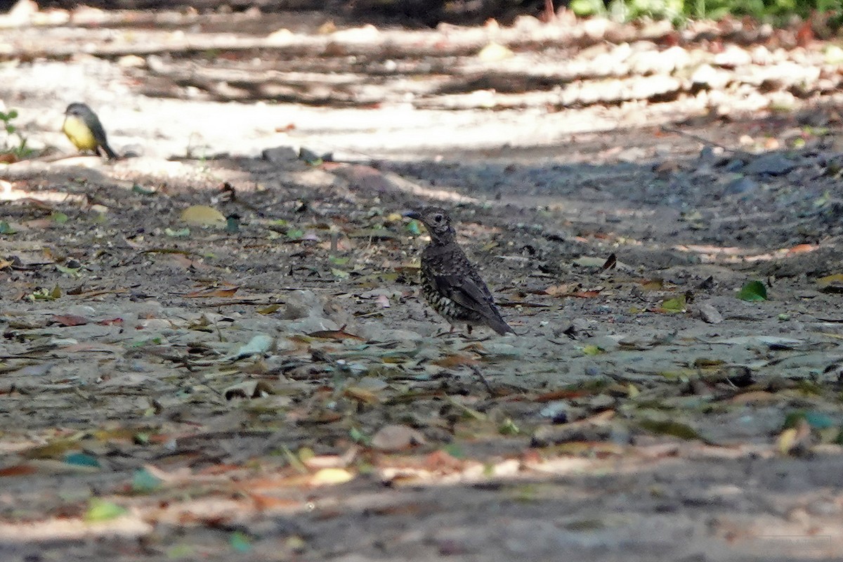 Bassian Thrush - ML300646351