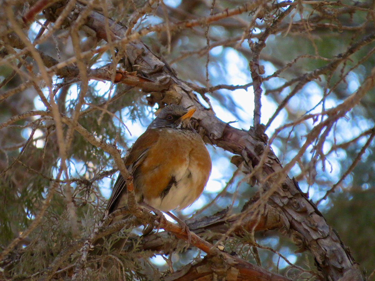 Rufous-backed Robin - ML300649691