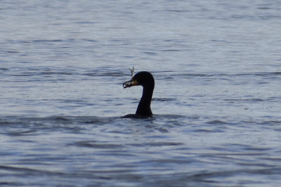 Double-crested Cormorant - ML300651071