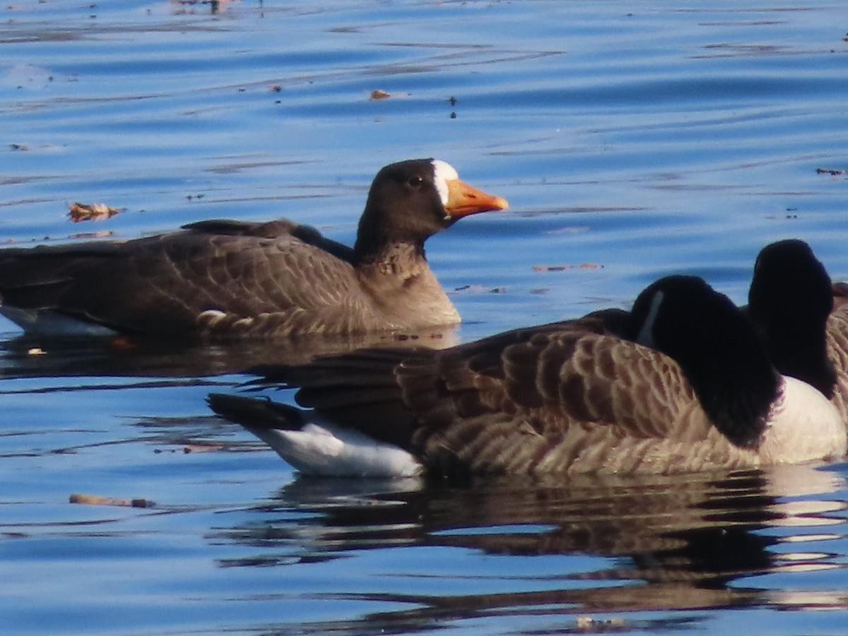 Greater White-fronted Goose - ML300652011