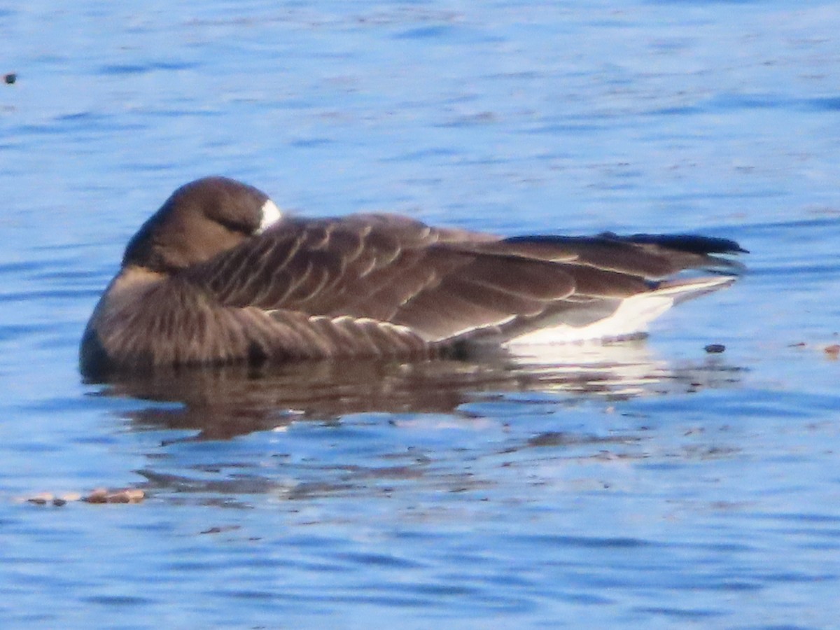 Greater White-fronted Goose - ML300652071