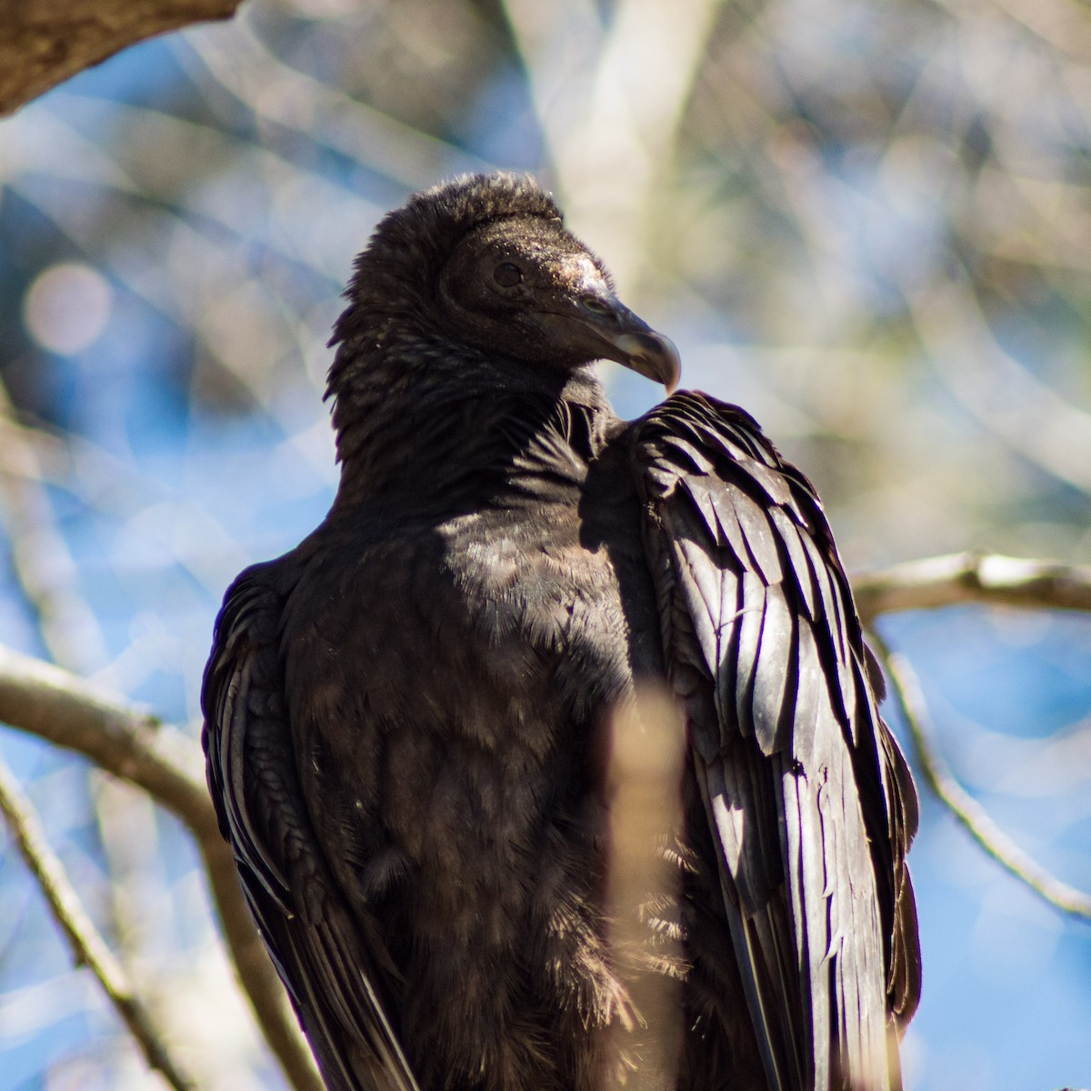 Black Vulture - ML300652361