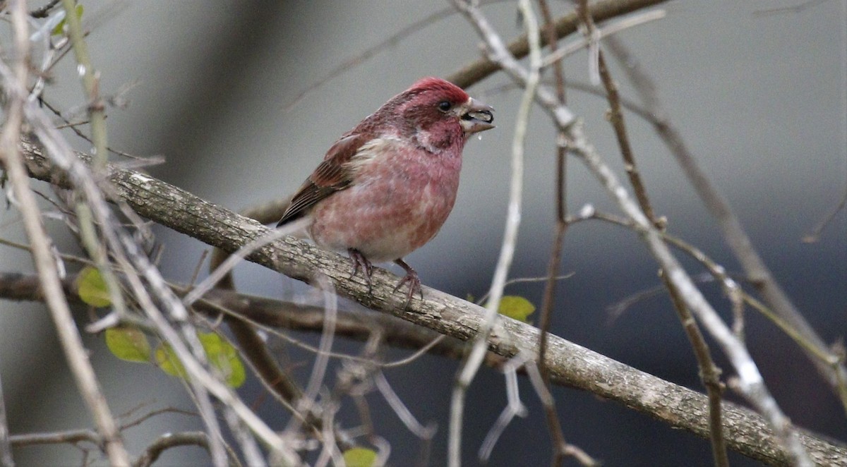 Purple Finch - ML300652781