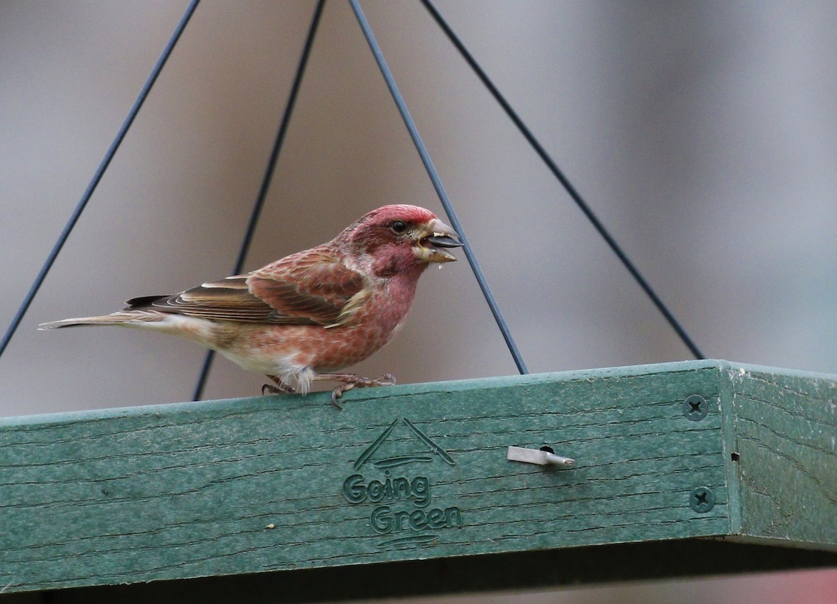 Purple Finch - ML300652881