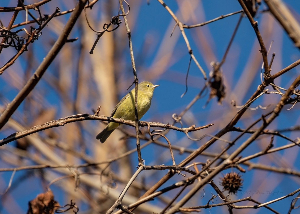 Orange-crowned Warbler - ML300657441