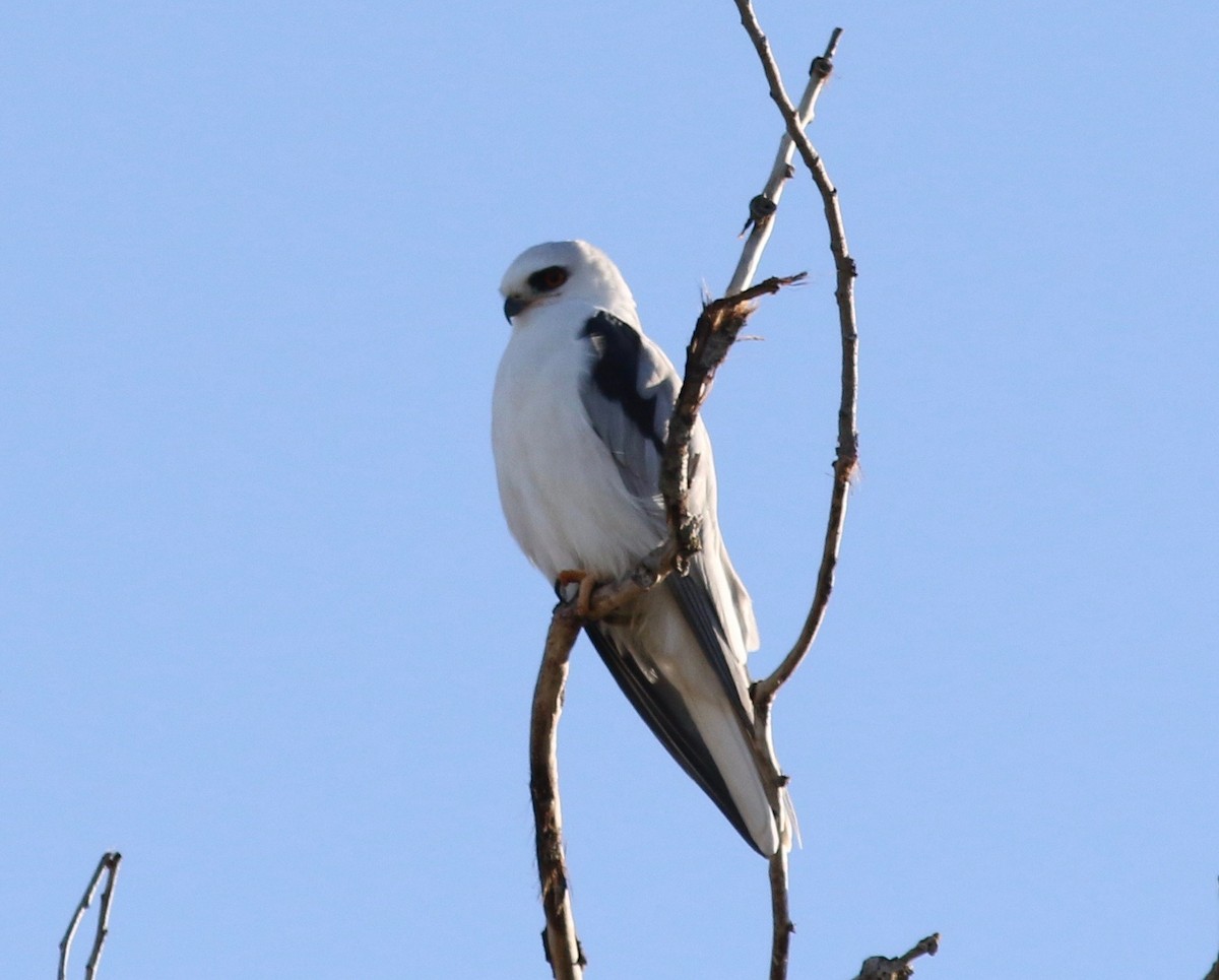 White-tailed Kite - Nora Papian