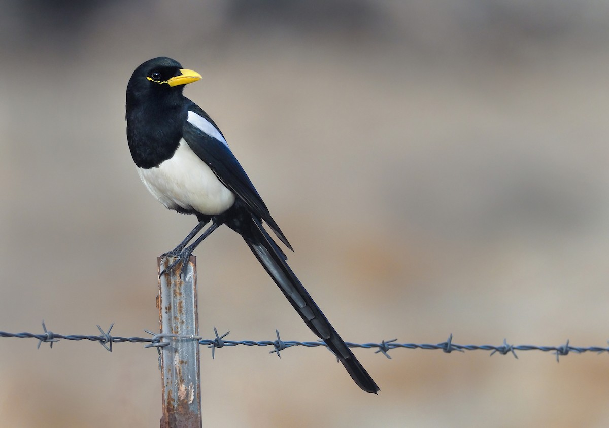 Yellow-billed Magpie - Andrew Spencer