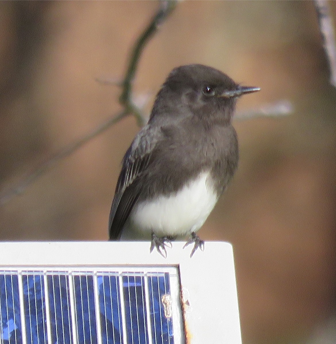 Black Phoebe - George Chrisman