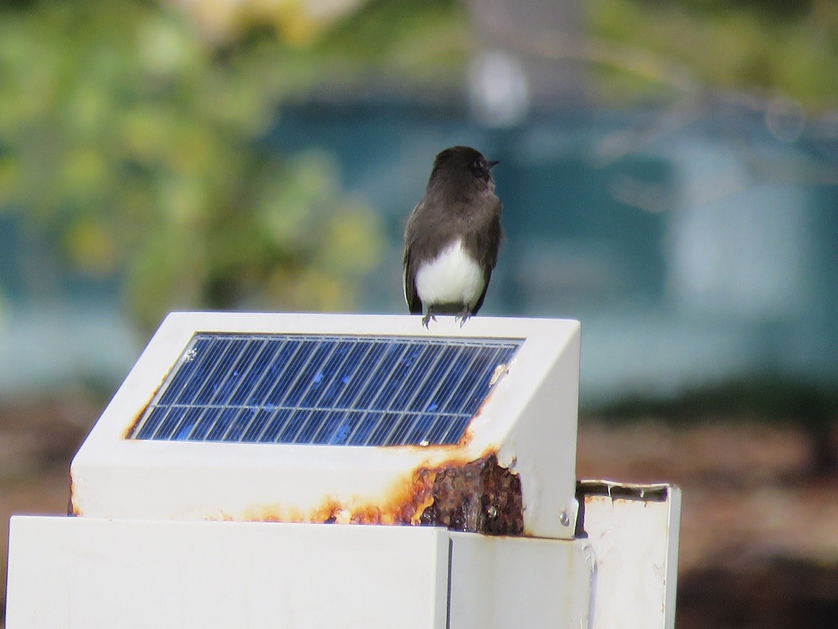 Black Phoebe - ML300658261