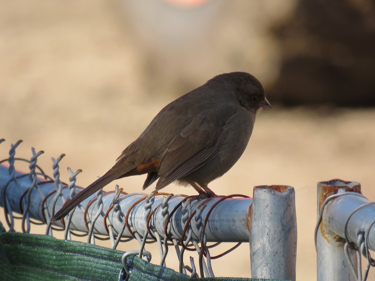 California Towhee - ML300658761