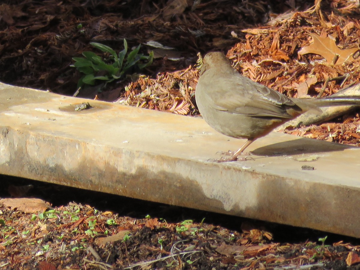 California Towhee - ML300658781