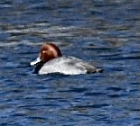 Redhead - ML300659691