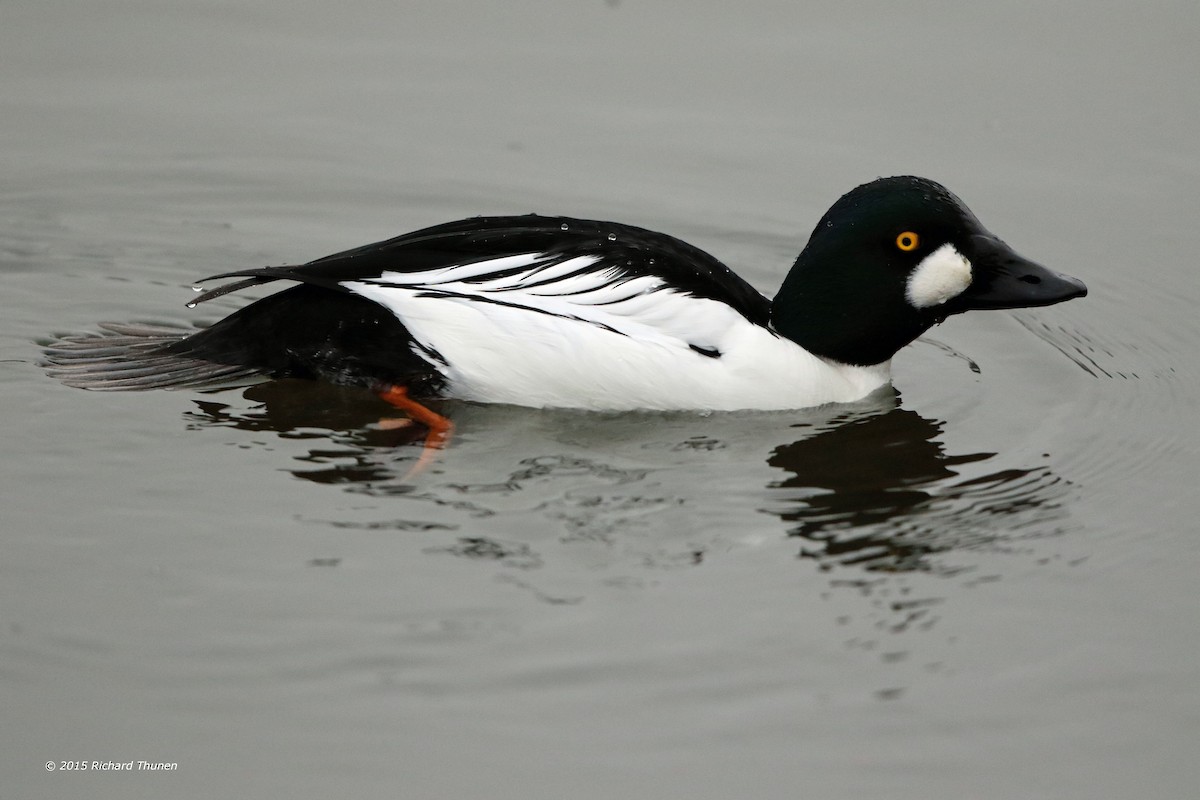 Common Goldeneye - Richard Thunen