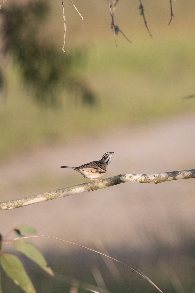 Lark Sparrow - ML300662331