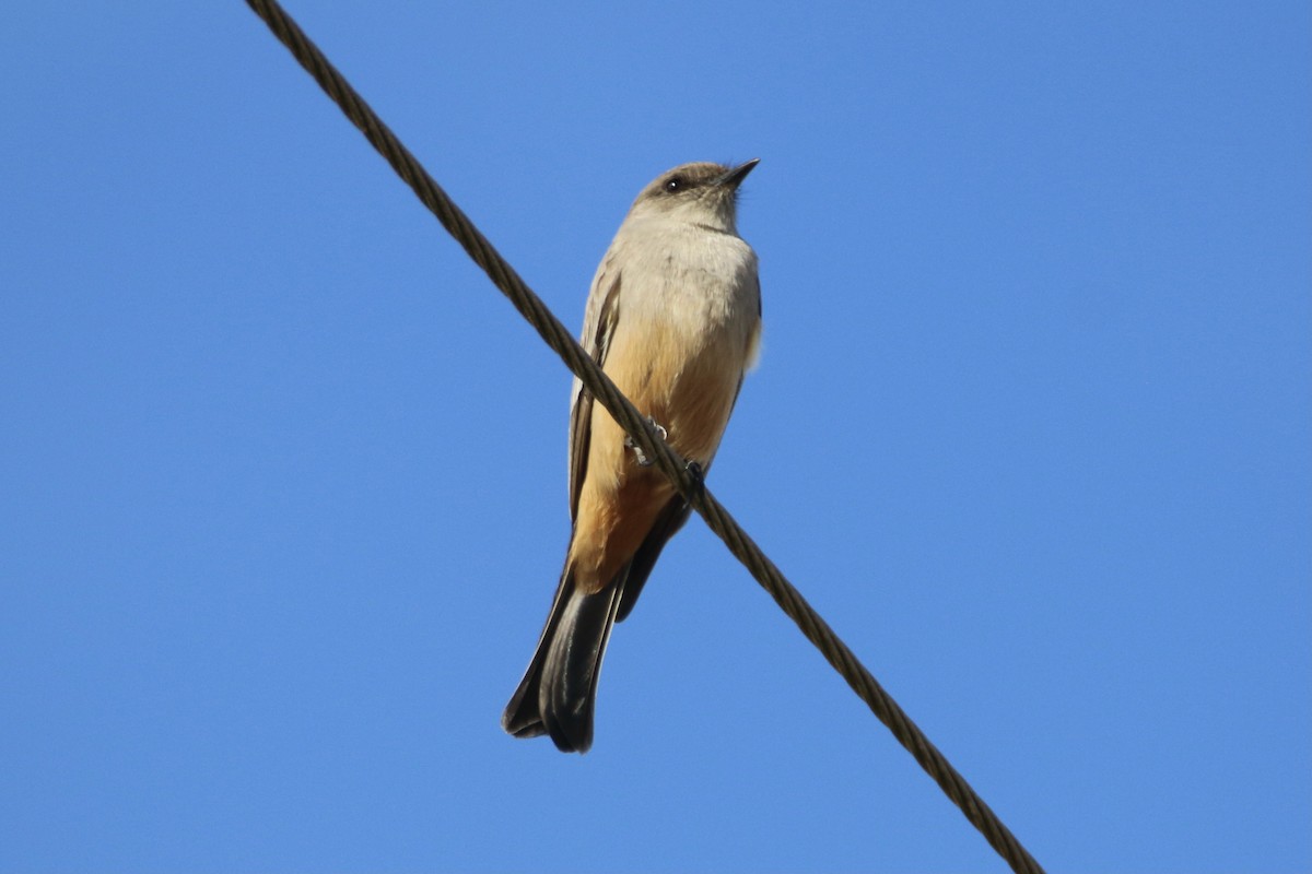 Say's Phoebe - ML300663301