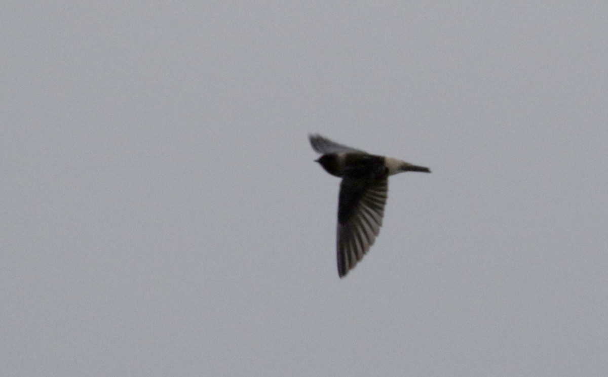 Cliff Swallow (pyrrhonota Group) - ML300663451