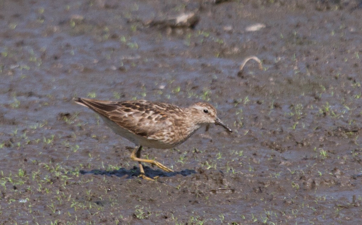 Least Sandpiper - ML300663511